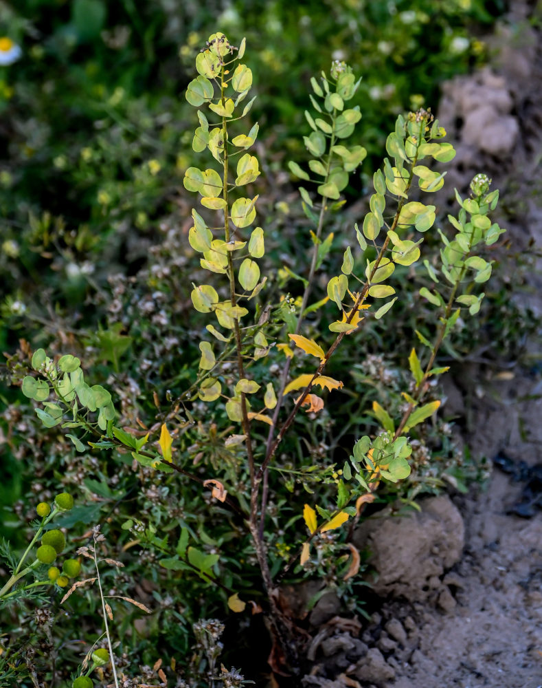 Image of Thlaspi arvense specimen.