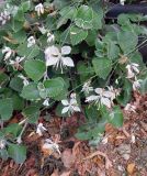 Gaura lindheimeri. Соцветие (на фоне Plectranthus sp). Москва, Воробьёвы горы, Ботанический сад МГУ. 26.09.2024.