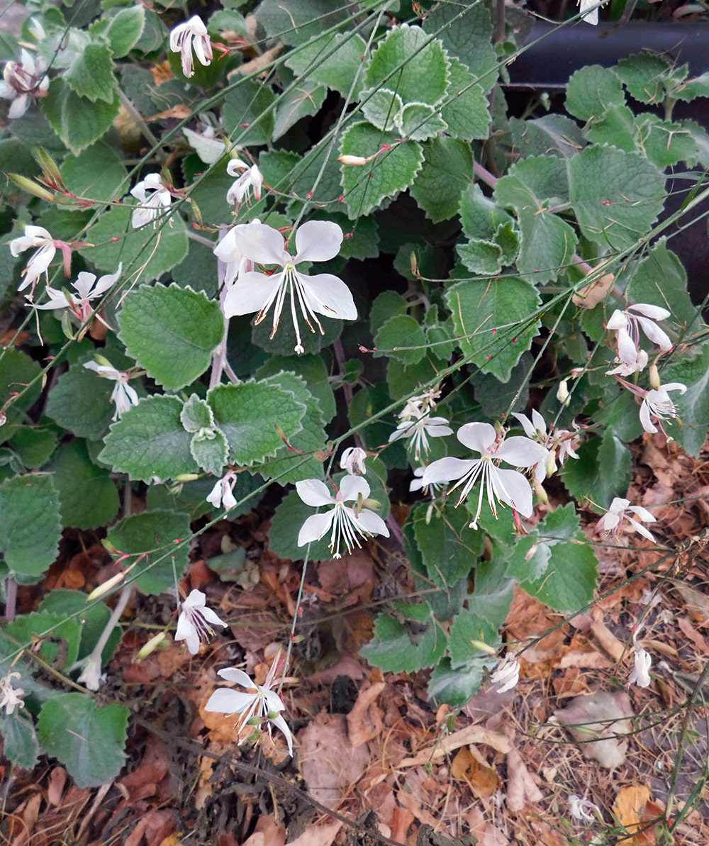 Image of Gaura lindheimeri specimen.