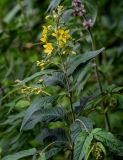 Lysimachia vulgaris. Верхушка цветущего растения. Московская обл., окр. г. Железнодорожный, долина р. Чёрная, опушка смешанного леса. 16.06.2024.