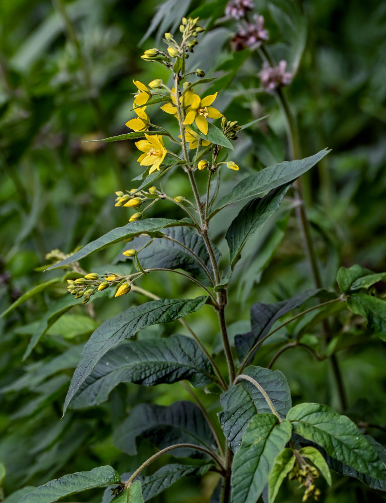 Изображение особи Lysimachia vulgaris.