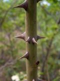 Rosa corymbifera