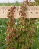 Rumex longifolius