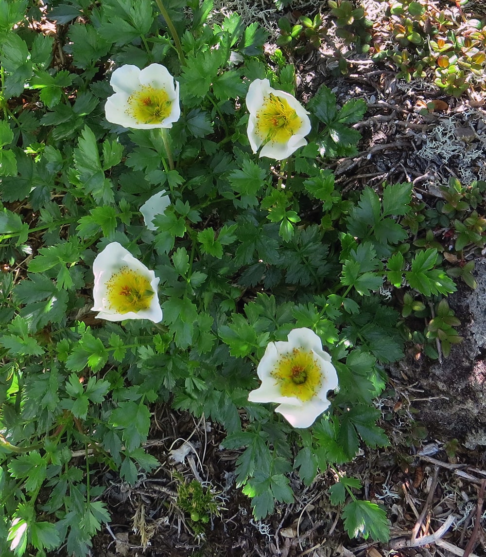 Image of Sieversia pentapetala specimen.