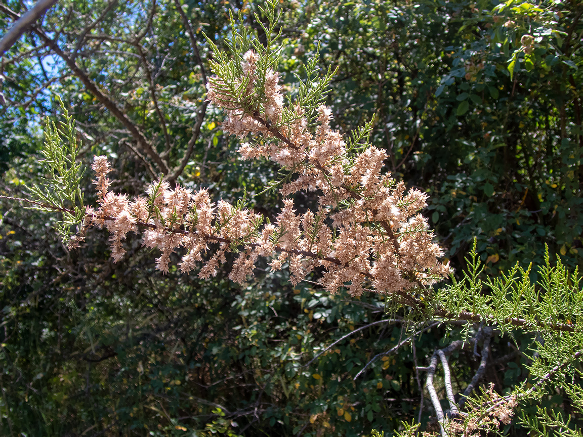 Image of Tamarix tetrandra specimen.