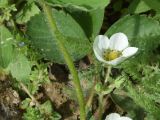 View full-size image Fragaria × ananassa