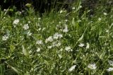 Fimbripetalum radians