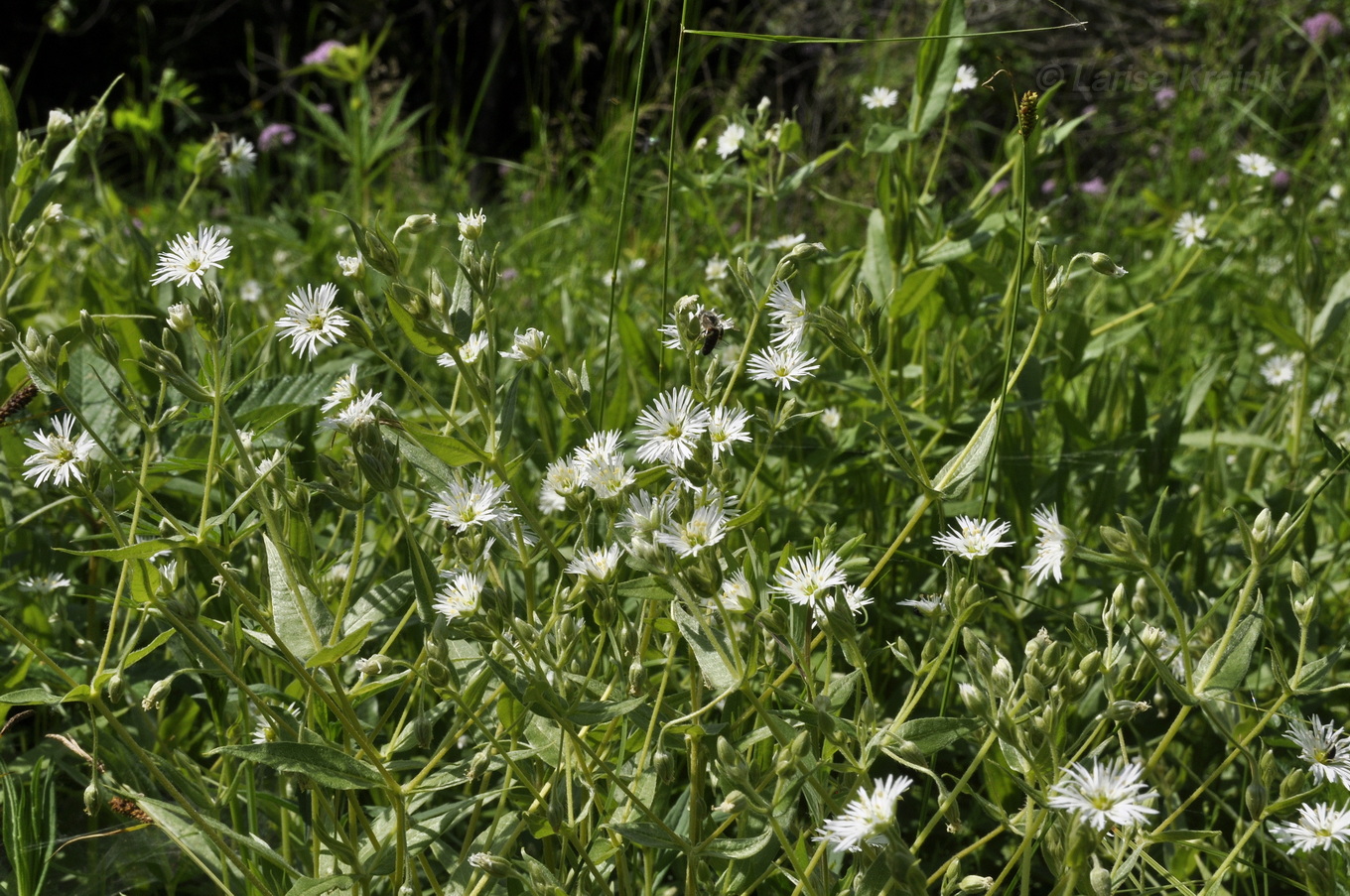 Image of Fimbripetalum radians specimen.