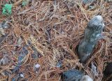 View full-size image Taxodium distichum