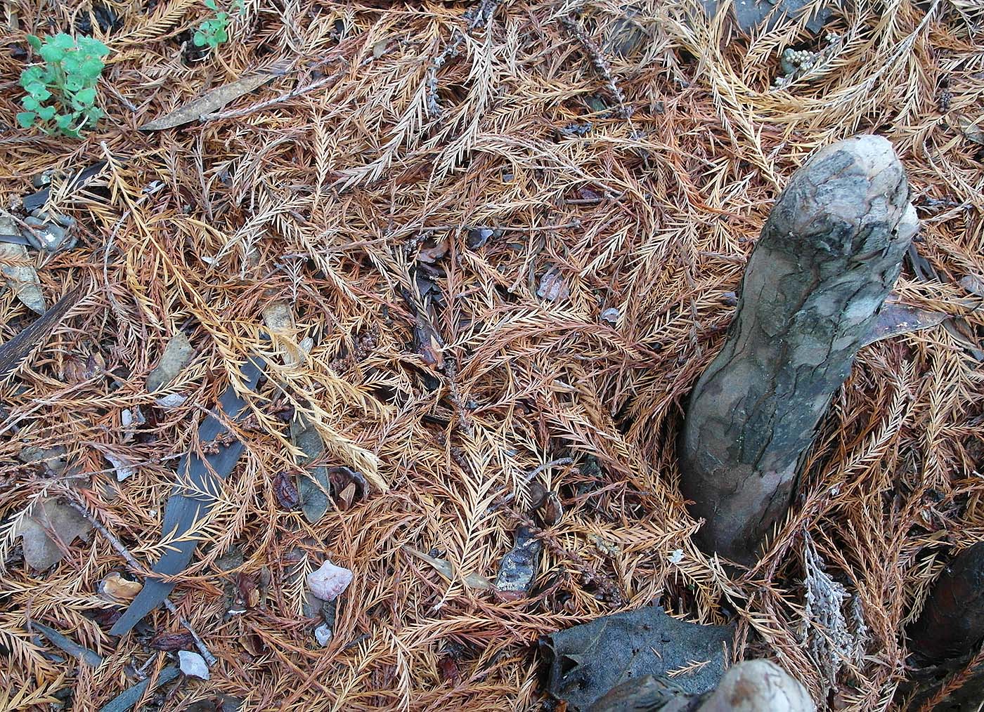 Image of Taxodium distichum specimen.