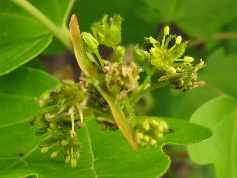 Image of Acer campestre specimen.