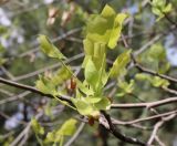 Liriodendron tulipifera