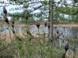 Смотреть изображение Eriophorum brachyantherum
