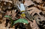 View full-size image Erythronium caucasicum