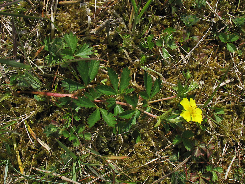 Image of Potentilla anglica specimen.