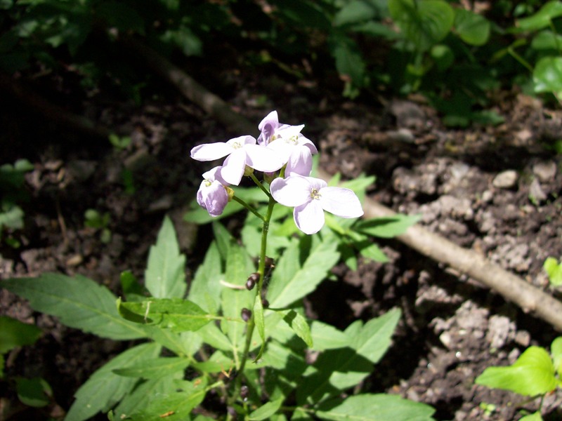 Image of Cardamine bulbifera specimen.