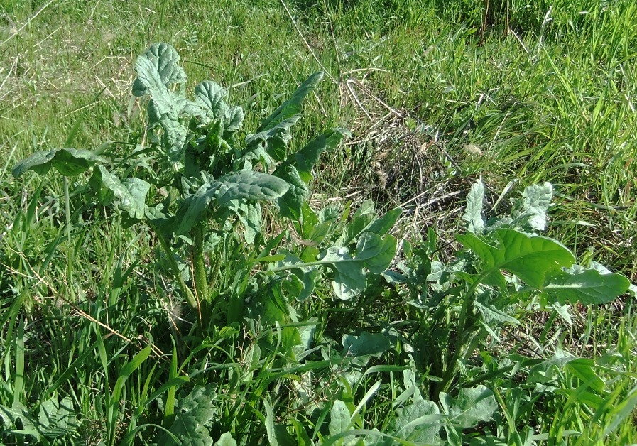 Image of Bunias orientalis specimen.