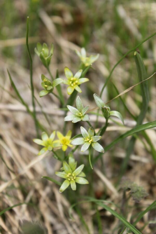 Image of genus Gagea specimen.