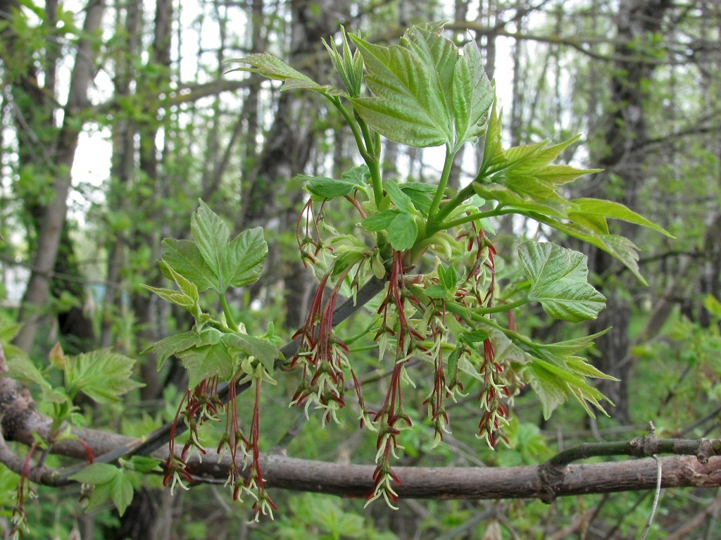 Image of Acer negundo specimen.