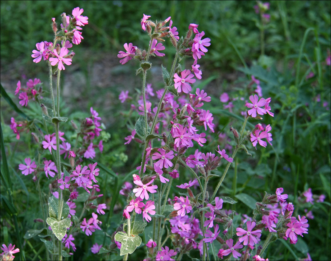 Image of Melandrium dioicum specimen.