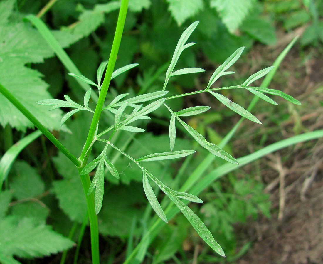 Изображение особи Chaerophyllum prescottii.