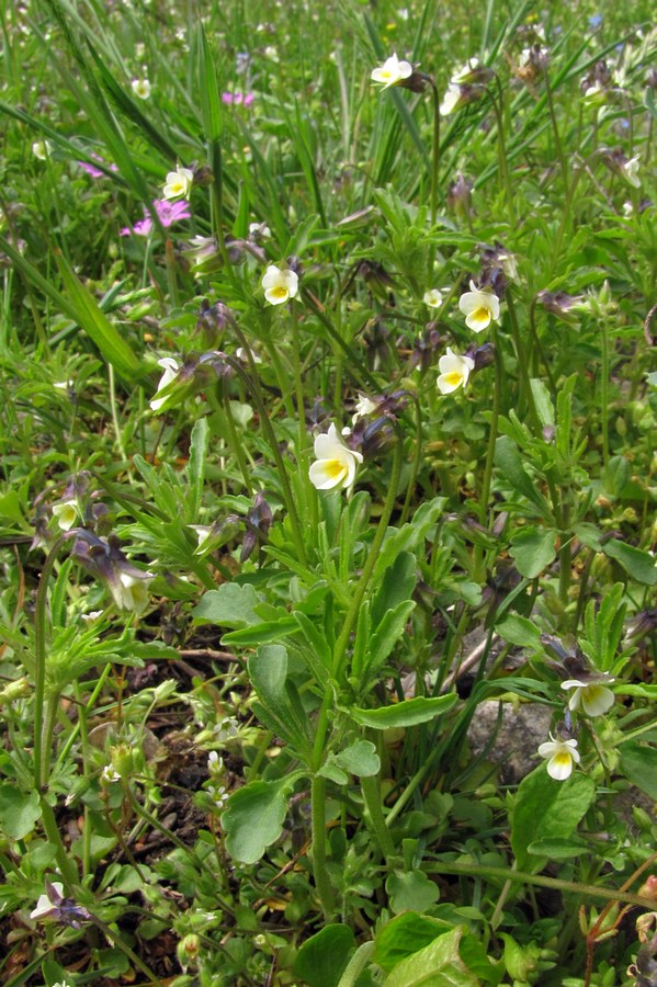 Image of Viola arvensis specimen.