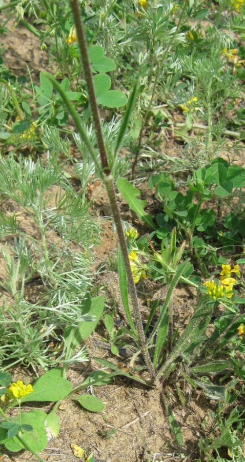 Image of Silene chersonensis specimen.