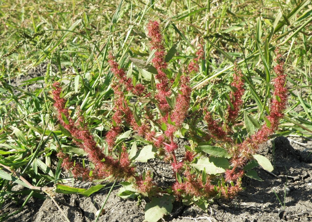 Изображение особи Rumex marschallianus.