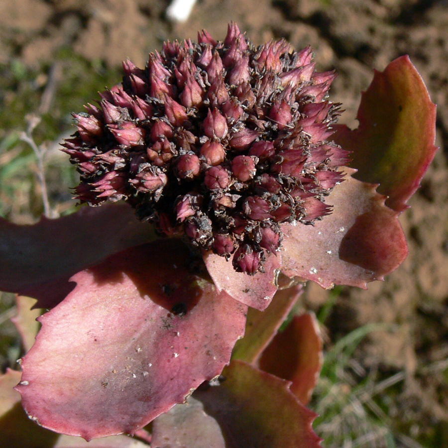 Изображение особи Hylotelephium triphyllum.