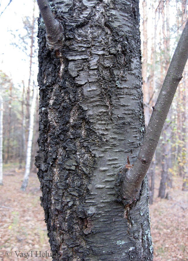 Изображение особи Betula kotulae.