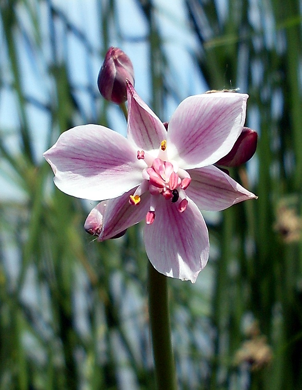 Изображение особи Butomus umbellatus.