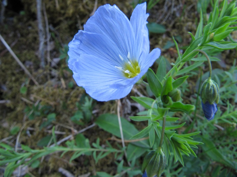 Изображение особи Linum boreale.