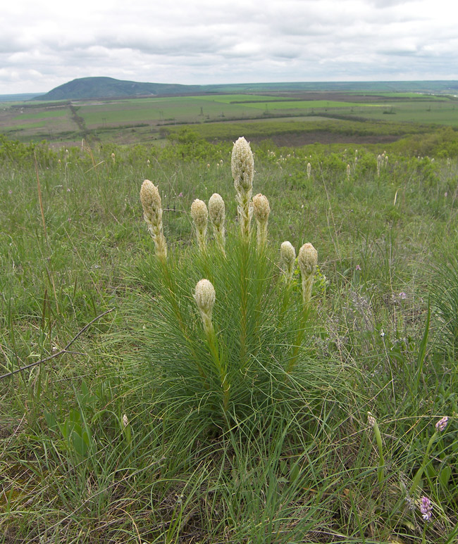 Изображение особи Asphodeline taurica.