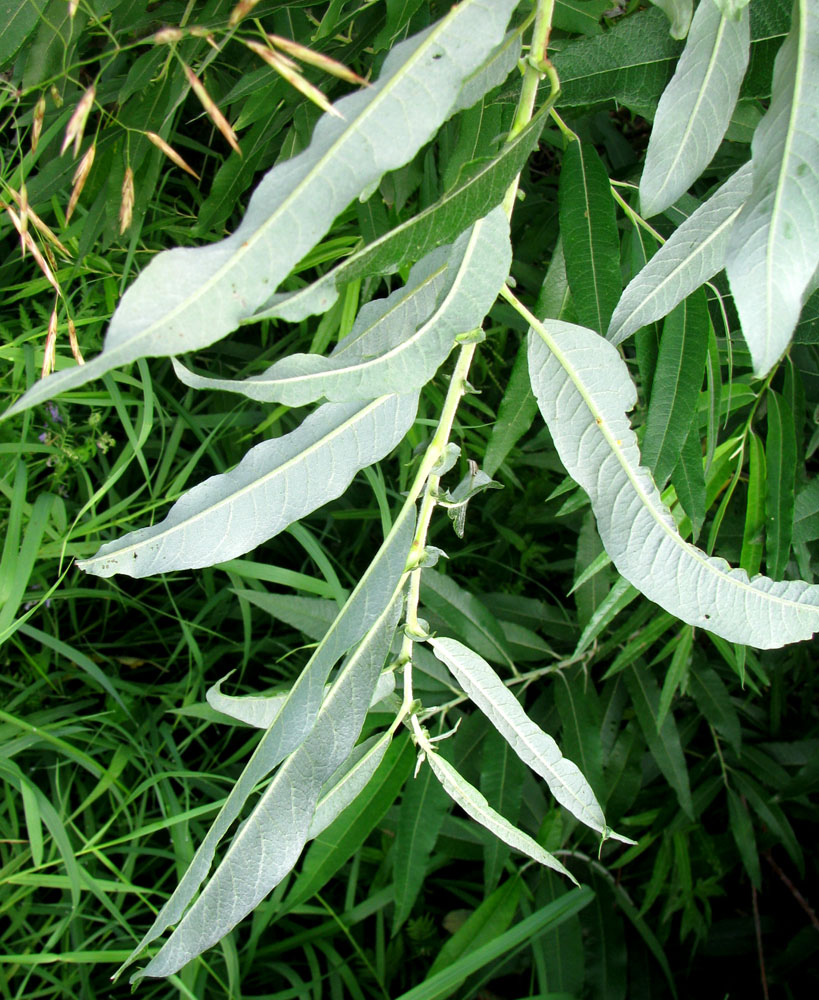 Image of Salix gmelinii specimen.