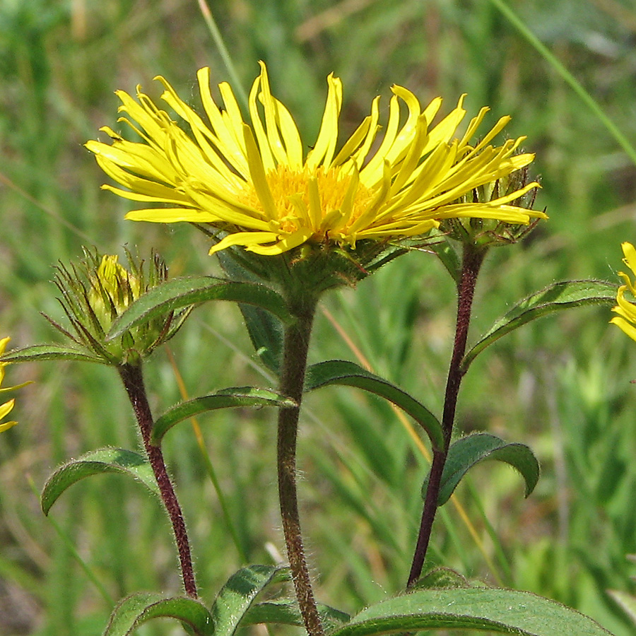 Image of Inula hirta specimen.