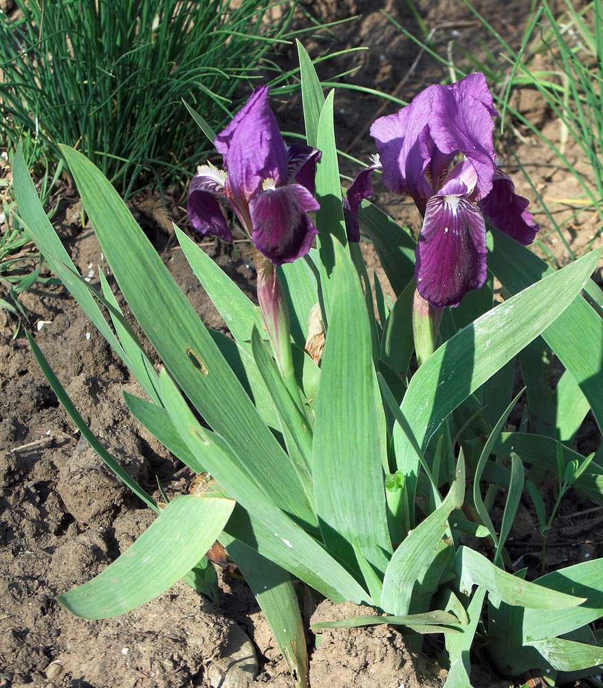 Image of Iris lutescens specimen.