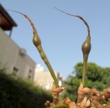 Erythrina corallodendron. Незрелые плоды. Израиль, Шарон, г. Герцлия, в культуре. 28.04.2012.
