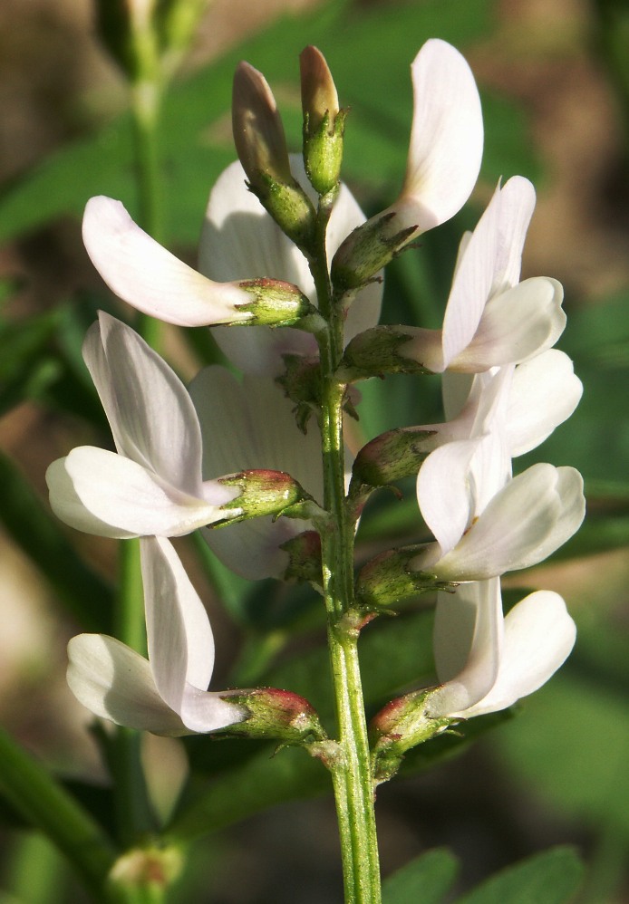 Изображение особи Astragalus clerceanus ssp. graniticus.