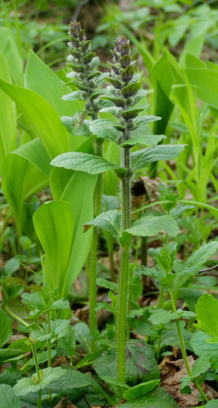 Image of Ajuga reptans specimen.