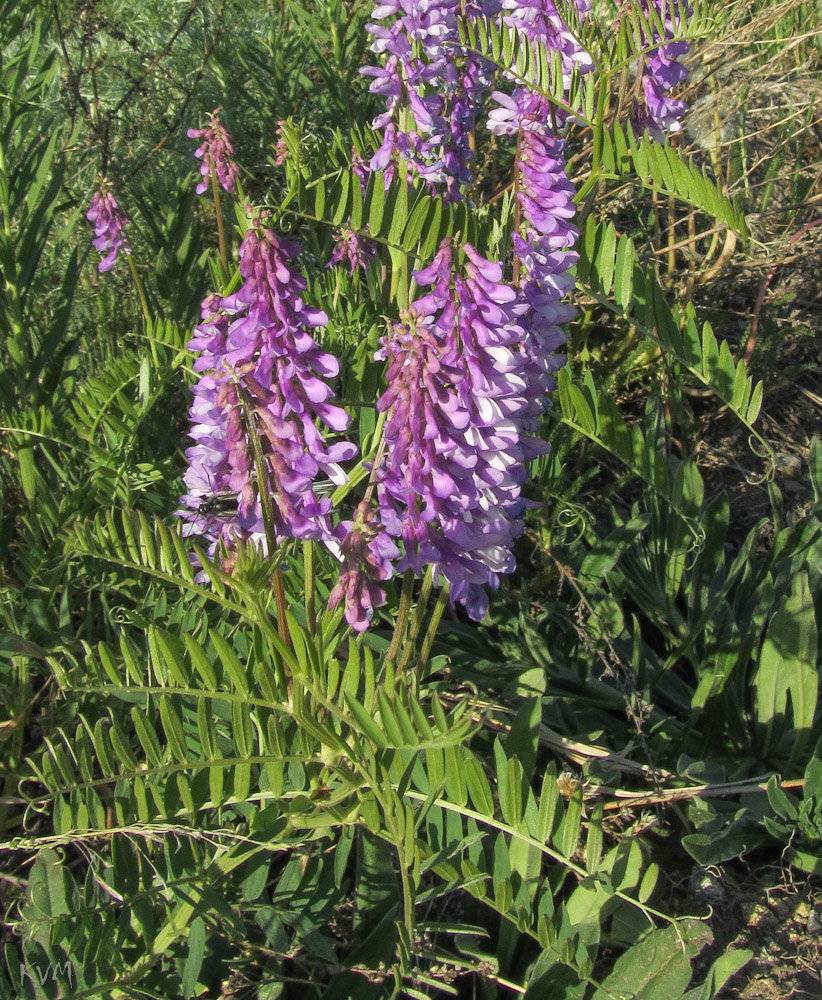 Image of Vicia tenuifolia specimen.