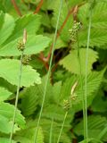 Carex pseudosabynensis. Верхняя часть стеблей с соплодиями и отцветшими тычиночными колосками. Приморский край, Партизанский район, падь Лебединая, в дубняке. 14.06.2012.