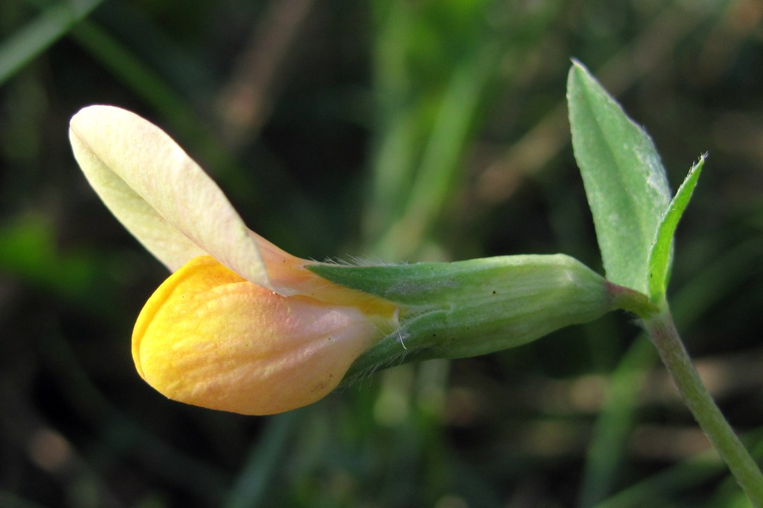 Image of Lotus maritimus specimen.