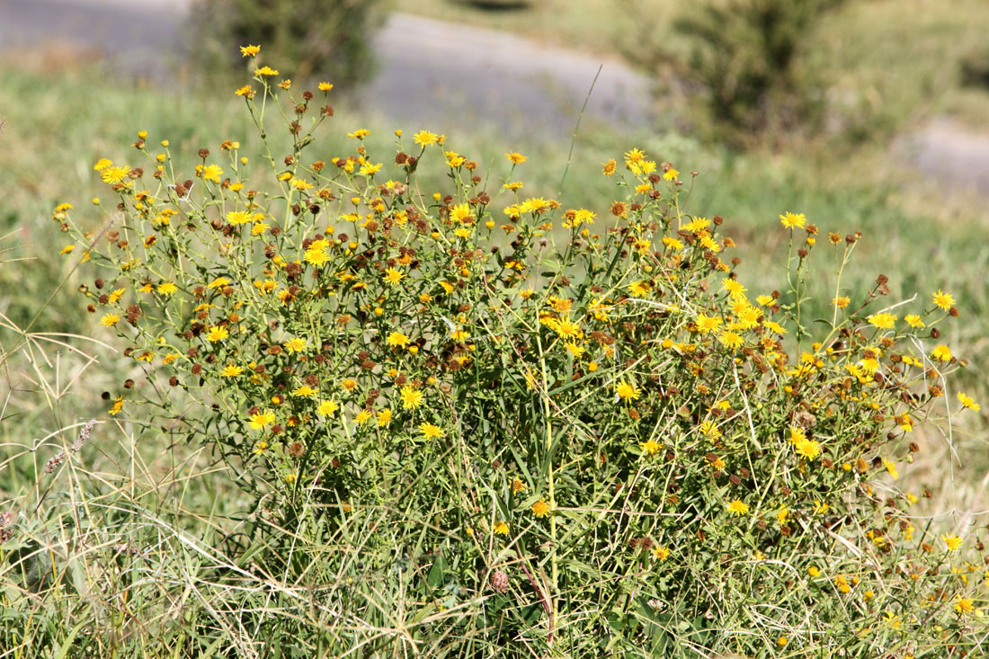 Изображение особи Pulicaria dysenterica.