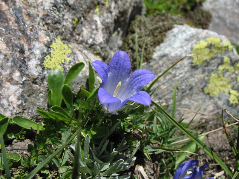 Image of Campanula biebersteiniana specimen.