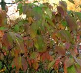 Viburnum plicatum. Побеги с листьями в осенней окраске ('Mariesii'). Германия, г. Кемпен. в прогулочной зоне. 19.10.2012.