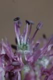 Allium fetisowii