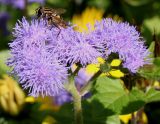 Ageratum houstonianum. Соцветие с кормящейся мухой-журчалкой. Германия, г. Krefeld, ботанический сад. 16.09.2012.