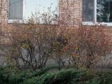 Rhododendron mucronulatum. Растение с листьями в осенней окраске. Владивосток, Ботанический сад-институт ДВО РАН. 3 ноября 2012 г.