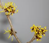 Hamamelis mollis. Соцветия (в нижней части снимка - развивающееся соцветие). Германия, г. Кемпен, в сквере. 14.01.2013.