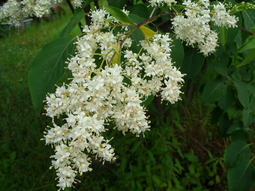 Image of Syringa amurensis specimen.